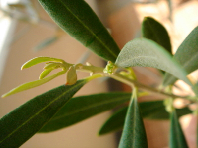 c0039580_11245040.jpg