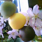 b0044726_23375430.jpg