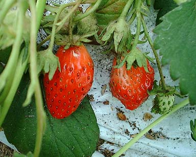 a0012665_17531510.jpg