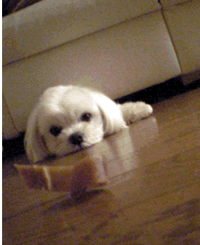 b0060071_105796.gif