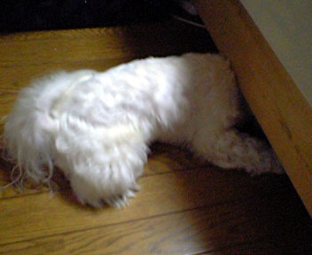 b0060071_1322.jpg