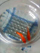 c0023076_17314738.jpg