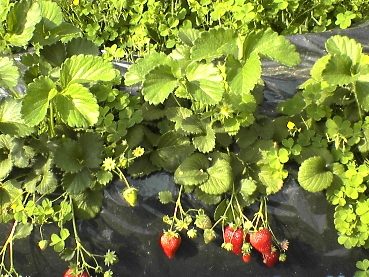 c0056315_20292527.jpg