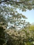 c0072734_19305412.jpg