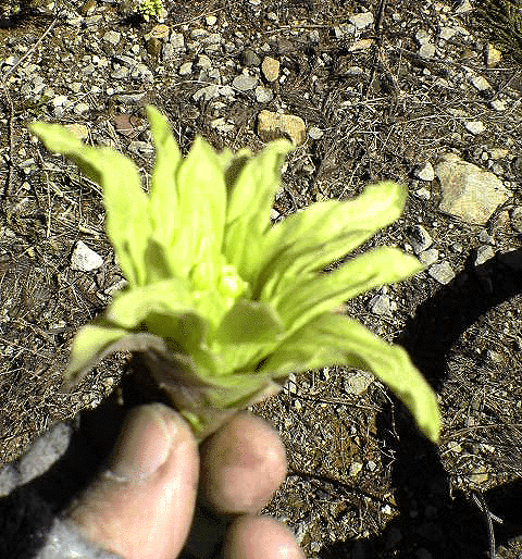a0026445_1827921.gif