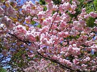 b0032346_1702856.jpg