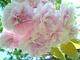 b0032346_17223297.jpg