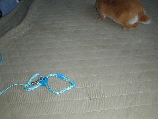 c0032257_10551940.jpg