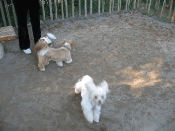 b0060071_2038168.gif