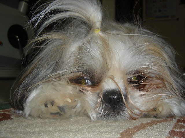 c0038983_68772.jpg