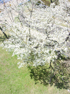 c0003752_094481.jpg