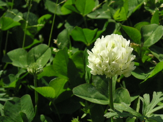 c0027181_001284.jpg