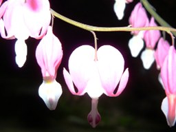 c0065287_08121.jpg