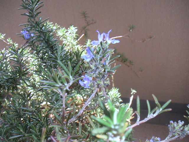 c0056008_0121430.jpg