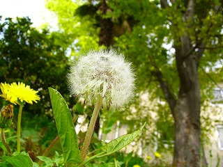 b0009029_1472562.jpg