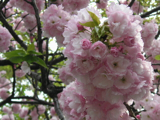 c0027181_033515.jpg