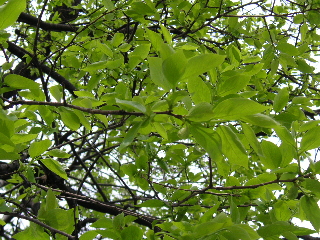 c0027181_16894.jpg
