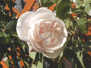 c0048042_23545061.jpg