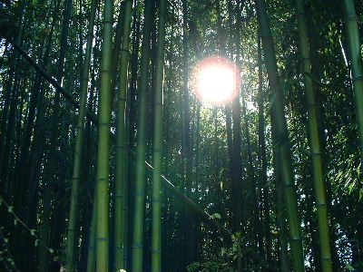b0015260_925588.jpg