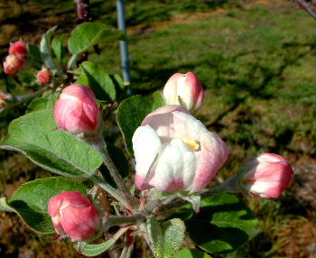 b0015260_94398.jpg