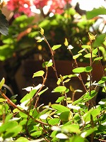 a0035678_21295524.jpg