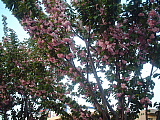 c0068891_2332153.jpg