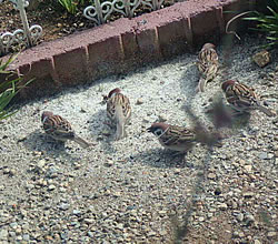 c0035001_14142614.jpg