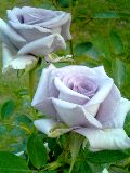 c0046316_21464358.jpg