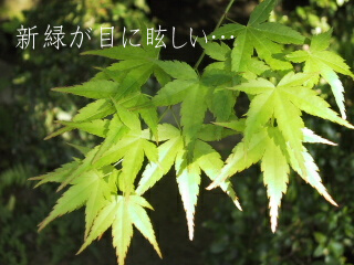c0046340_9172236.jpg