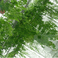 c0062361_2149259.gif