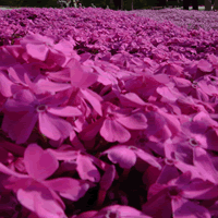 c0062361_21524213.gif