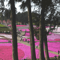 c0062361_2153394.gif