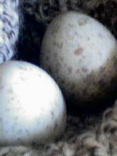 c0023076_9513947.jpg