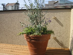 b0007893_2246519.jpg