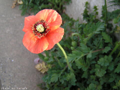 a0013423_2218993.jpg