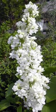 a0001354_22172096.jpg