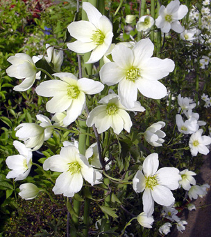 a0001354_22174174.jpg