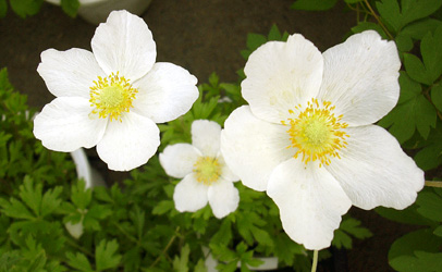 a0001354_22175249.jpg