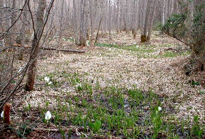 b0015260_1455365.jpg