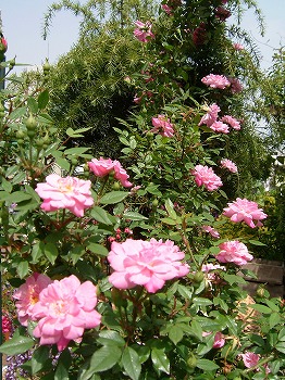 a0034419_1015321.jpg