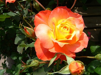 a0034419_9481866.jpg