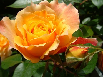 a0034419_9482751.jpg