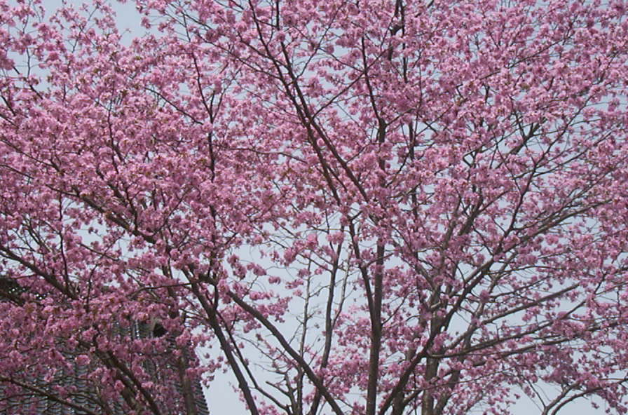 a0029157_016502.jpg
