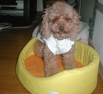 d0014690_19342460.gif