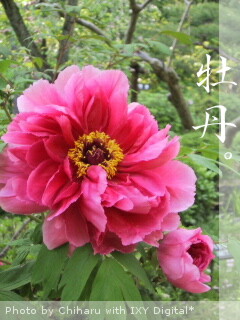 c0046340_19562890.jpg