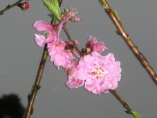 d0013150_0452127.jpg
