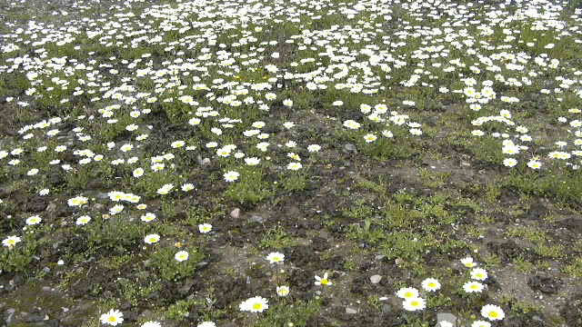 c0061377_034165.jpg