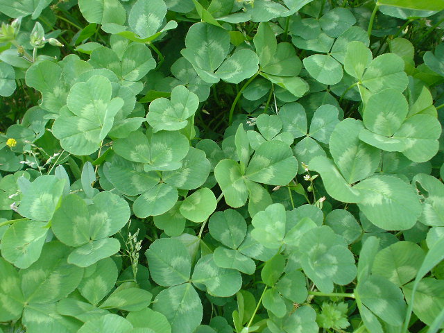 d0040609_15425099.jpg