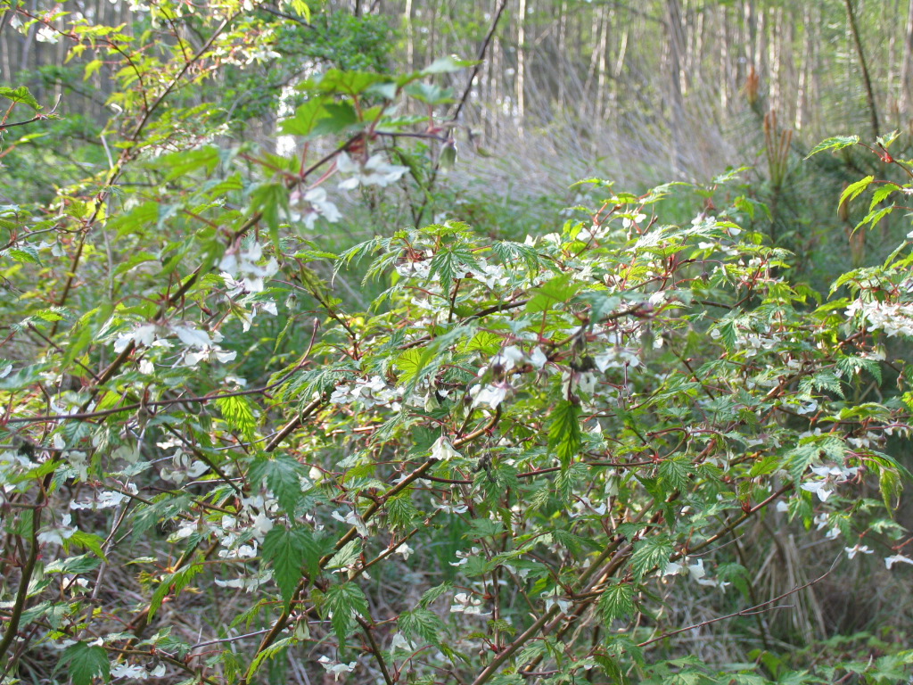 d0038630_17103589.jpg