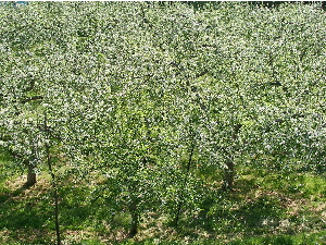c0036203_12132698.jpg
